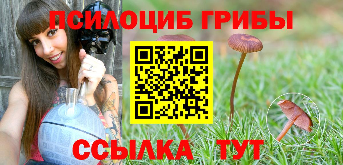 Псилоцибиновые грибы мицелий Зеленогорск